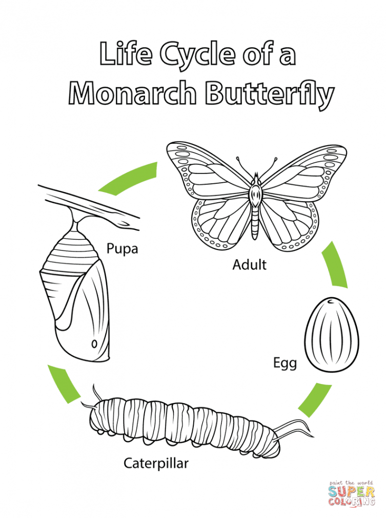 Facts About the Brilliant, Attractive and Nearly Extinct Monarch