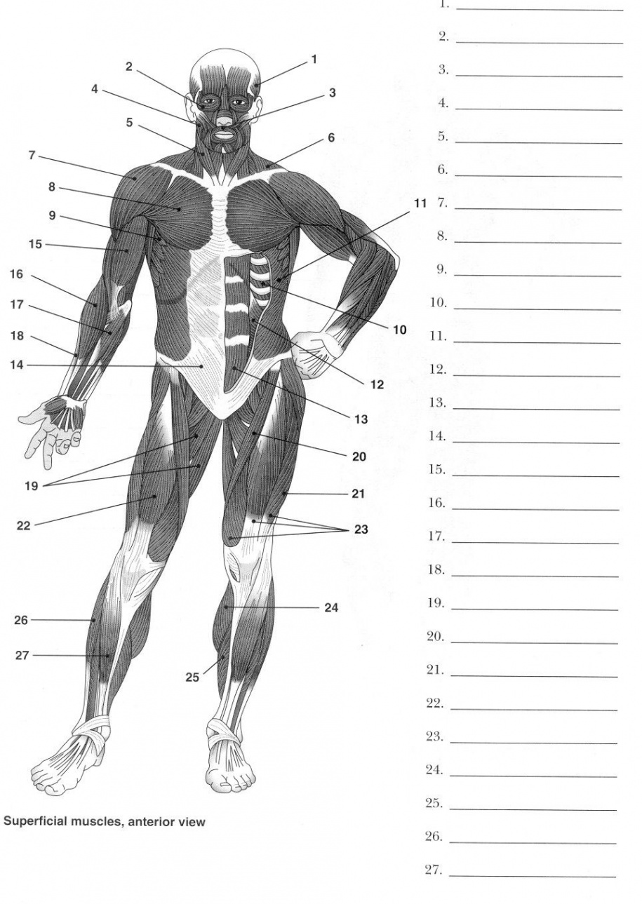 Label Muscles Worksheet  Human muscle anatomy, Muscle anatomy