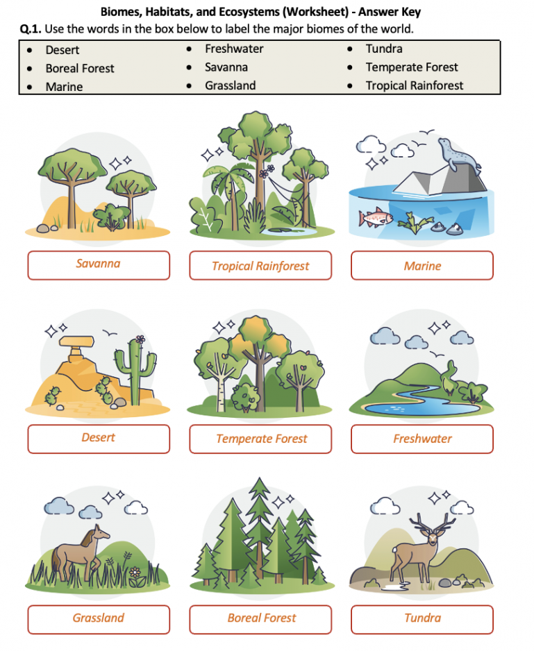 Biomes, Habitats, and Ecosystems - Worksheet  Printable and