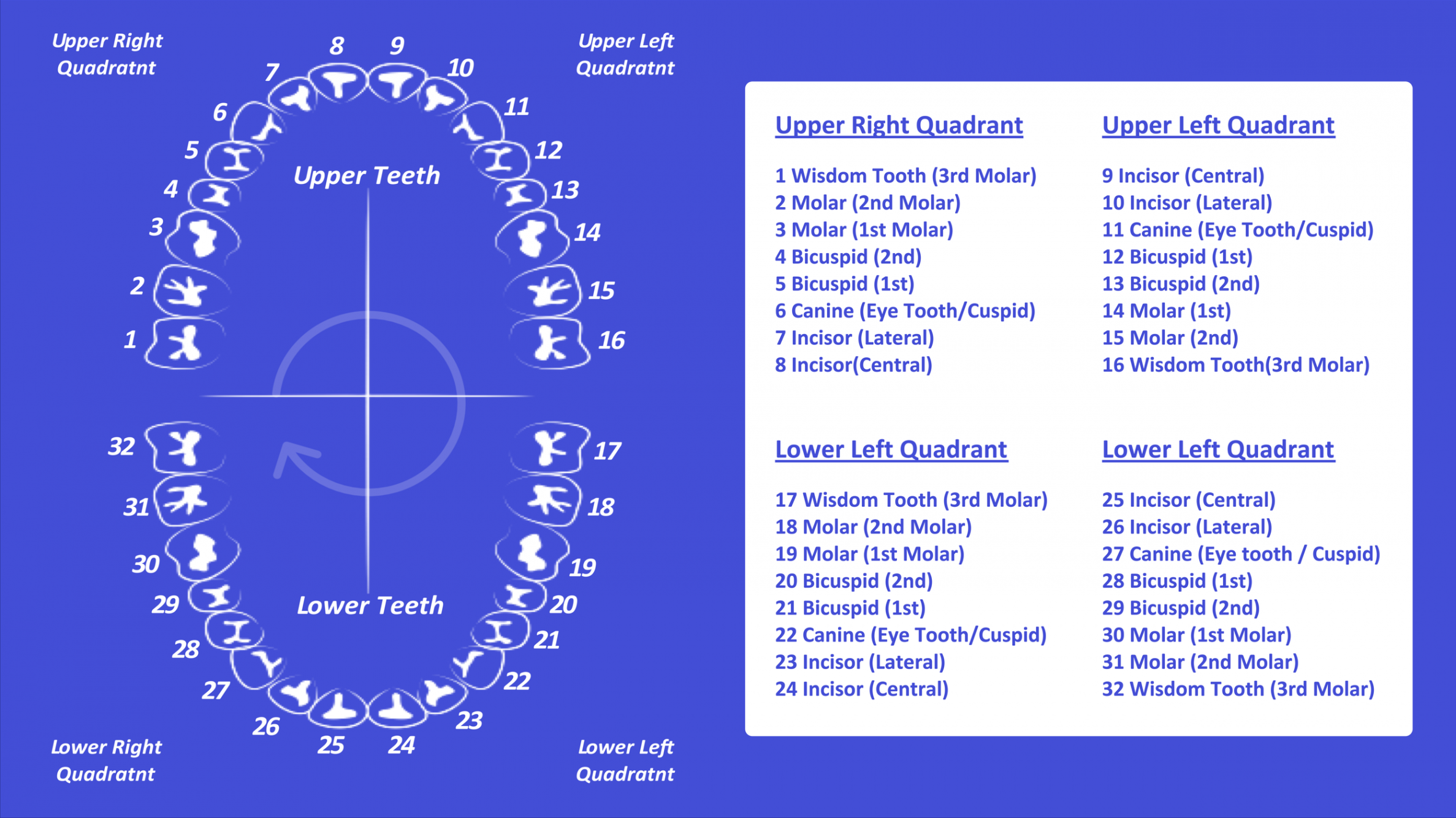 Tooth Number Chart (Printable PDF) — Mashup Math