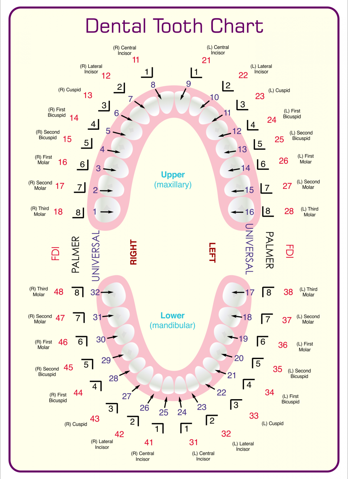 Dental Tooth Chart Printable  Dental hygiene school, Dental