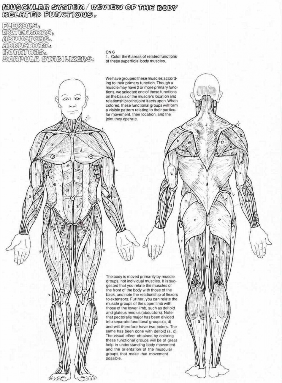 Download or print this amazing coloring page: Muscle Anatomy