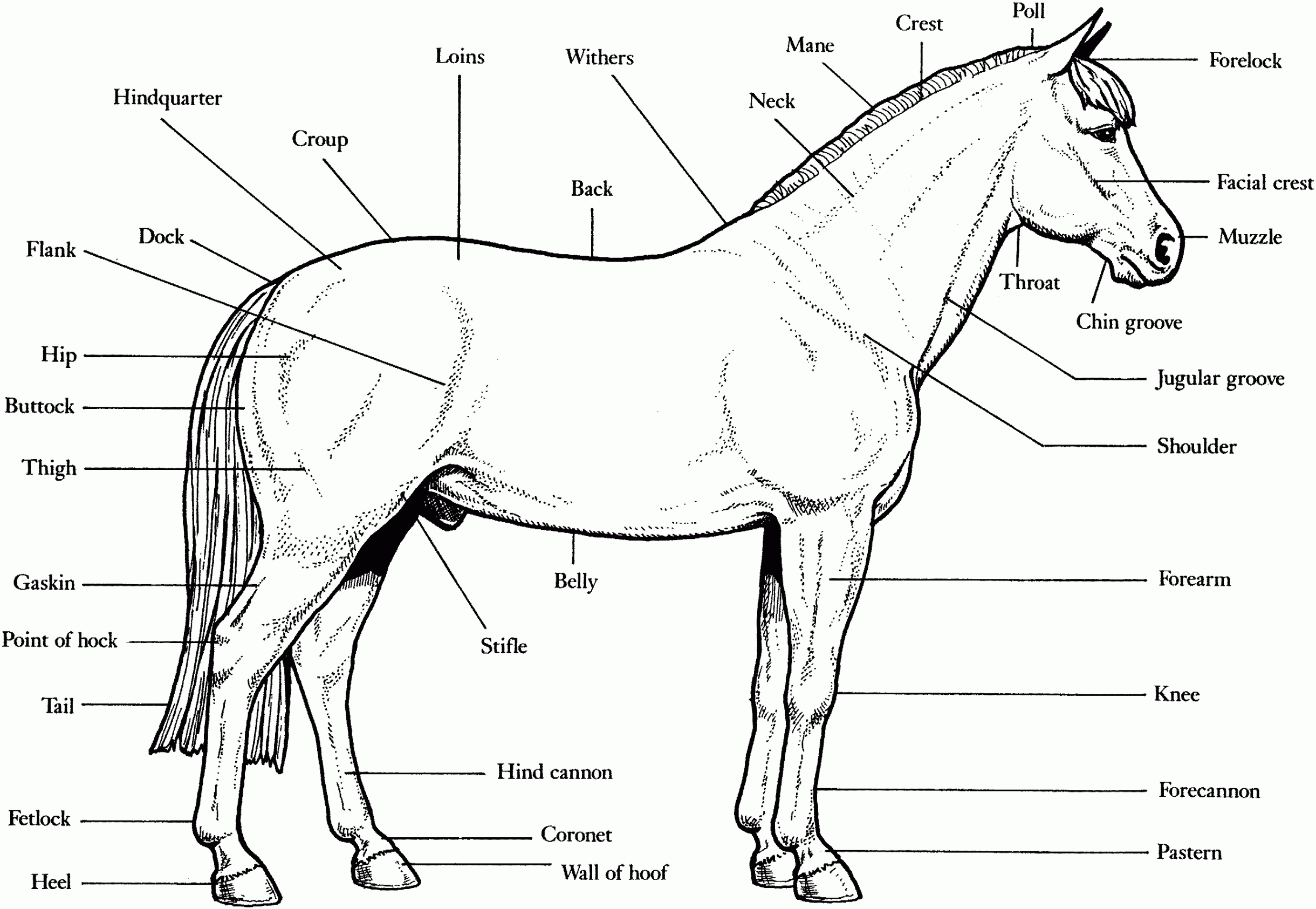 Free Horse Unit Study Resources -  Horse anatomy, Horses