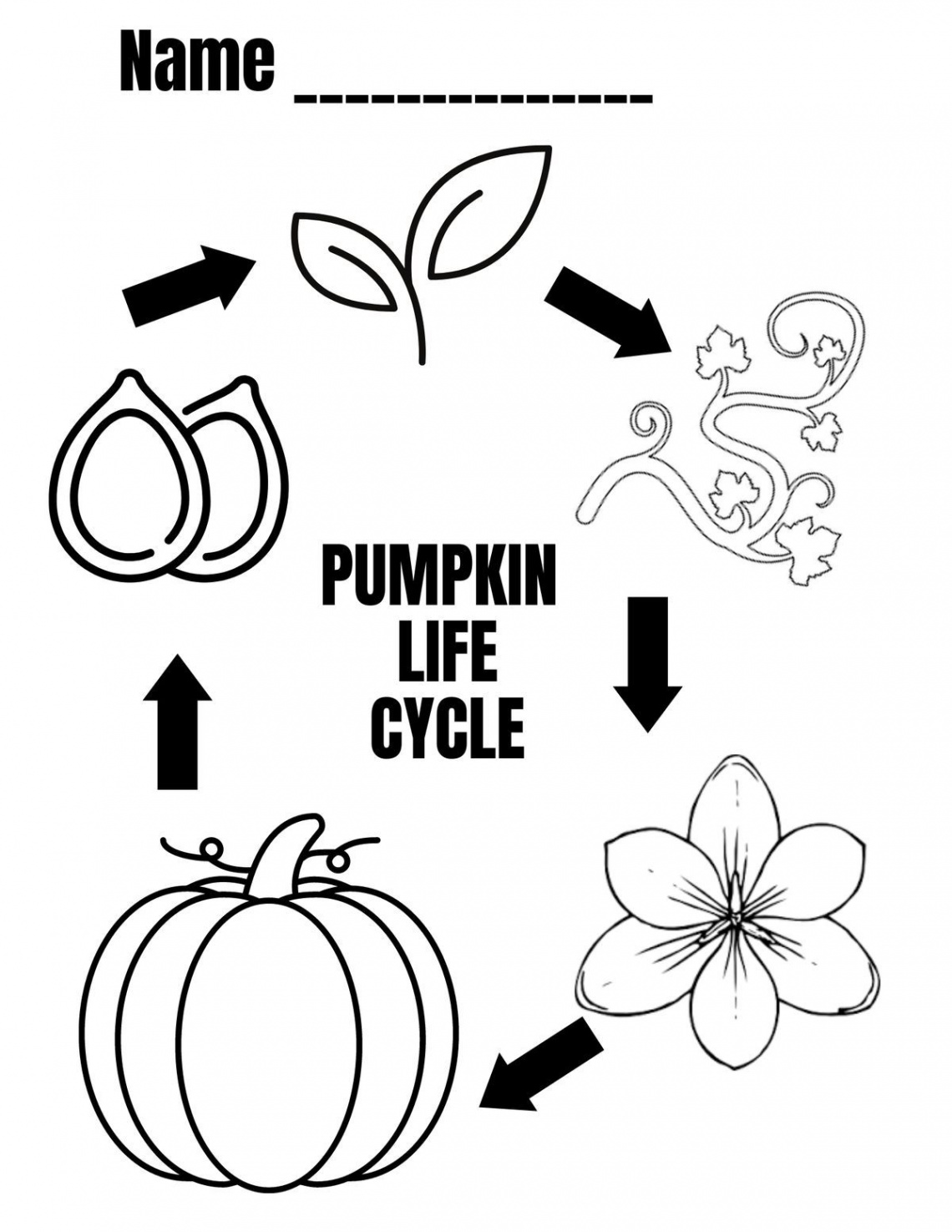 FREE - Pumpkin Life Cycle Diagram Coloring Sheet  Pumpkin life