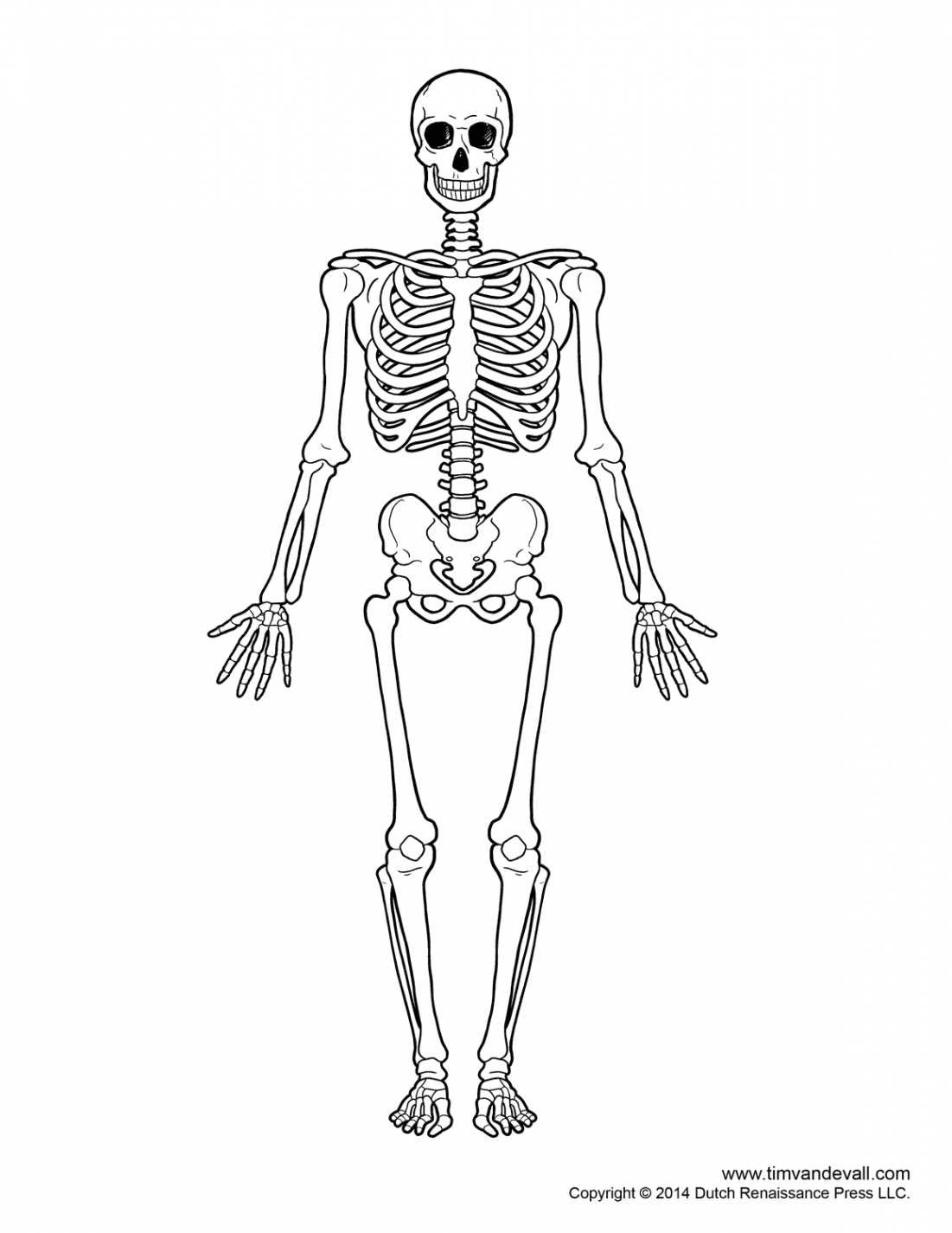 Pin on Skeletal Schematics