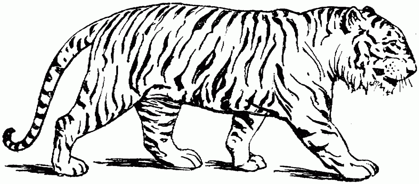 Free Printable Tiger Coloring Pages For Kids  Coloring pages to