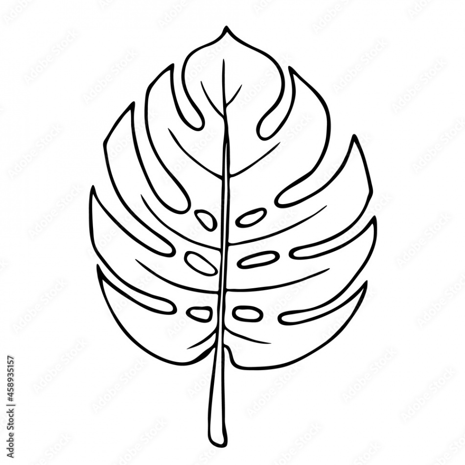 Monstera leaf, outline floral hand drawn sketch on white