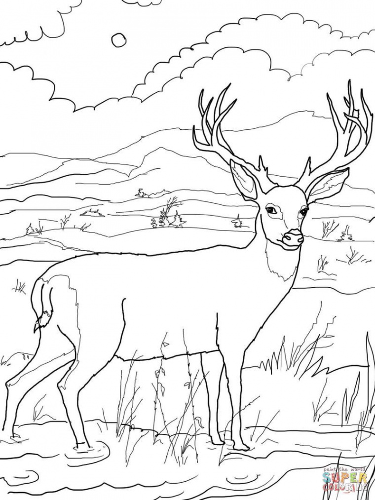 Printable Deer Coloring Pages (PDF Download) - Coloringfolder