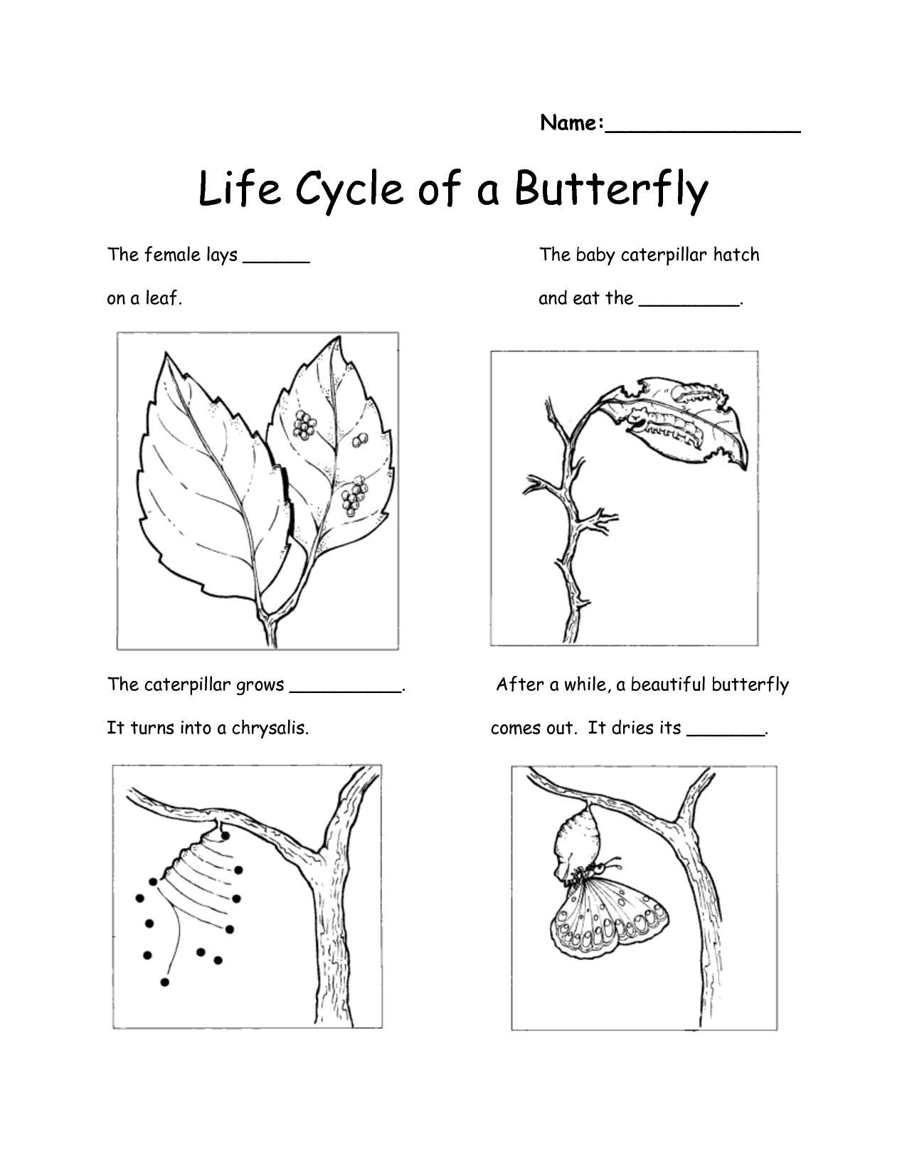 20 1St Grade Science Worksheets Free Printable Free