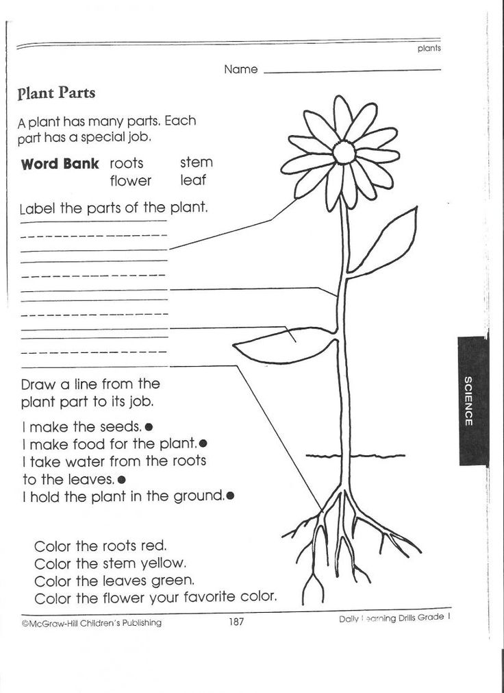 20 1St Grade Science Worksheets Free Printable Free