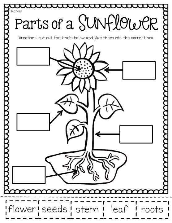 20 1St Grade Science Worksheets Free Printable Pdf