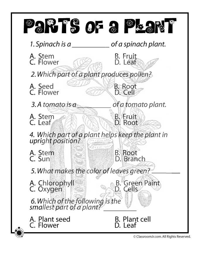 20 1St Grade Science Worksheets Free Printable Pdf